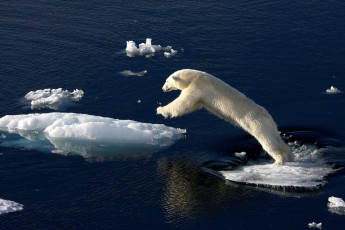 Картинка животные медведи белый льдины прыжок