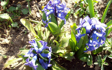 обоя цветы, гиацинты, синие