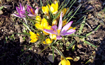 Картинка цветы крокусы весна желтый лиловый