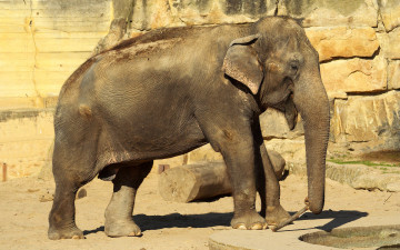 Картинка животные слоны бревно камни слон