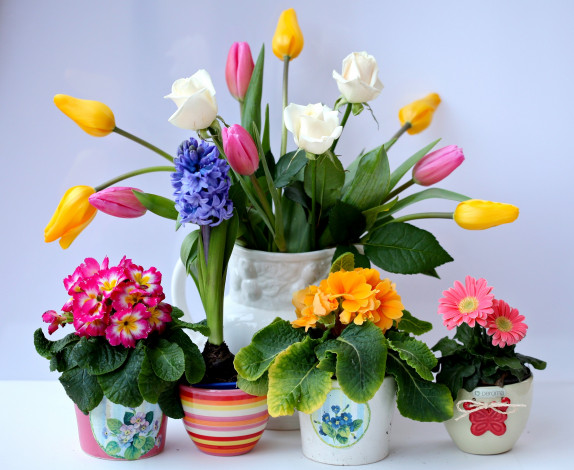 Обои картинки фото цветы, разные, вместе, тюльпаны, гиацинт, герберы, примулы