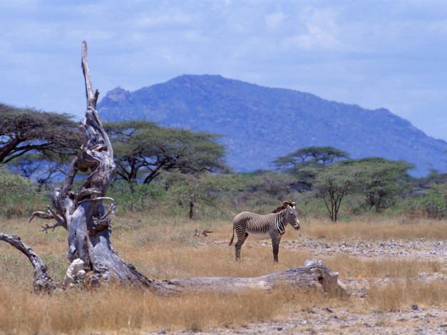 Обои картинки фото животные, зебры, зебра, африка