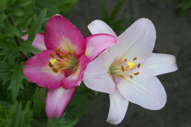Обои картинки фото цветы, лилии, лилейники, белая, розовая, лилия