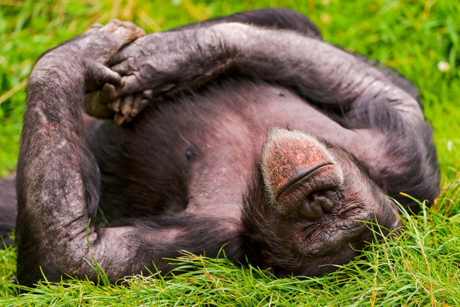 Обои картинки фото животные, обезьяны, шимпанзе, сон, отдых