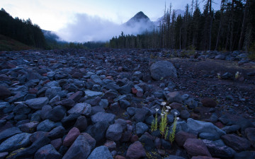 Картинка природа камни минералы горы лес распадок