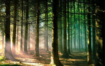 Картинка природа лес свет ели стволы