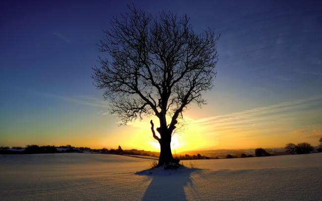 Обои картинки фото природа, деревья, дерево, поле, зима, снег, солнце