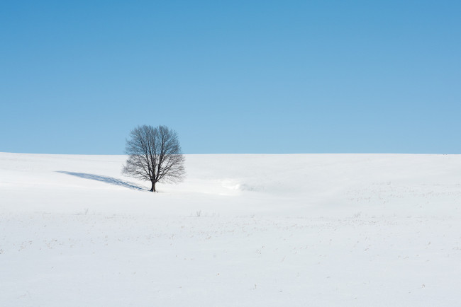 Обои картинки фото природа, зима, поле, дерево, пейзаж