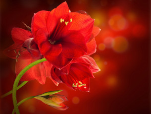 Картинка цветы амариллисы +гиппеаструмы амарилис красные