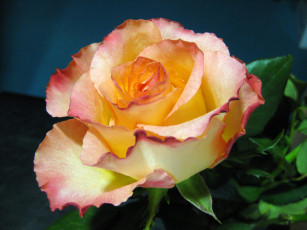 Картинка цветы розы роза ветка