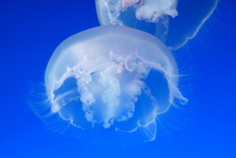 обоя животные, медузы, белые, синива