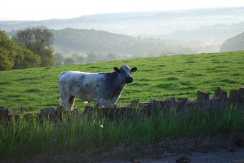 Картинка животные коровы +буйволы туман трава луг корова