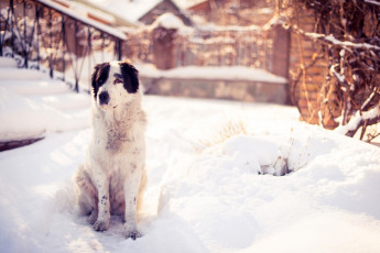 Картинка животные собаки зима природа снег