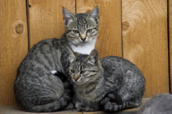 Картинка животные коты двое полосатые серые