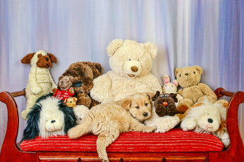 Картинка животные собаки щенок игрушки