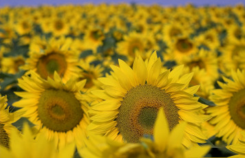 Картинка цветы подсолнухи солнечные жёлтые