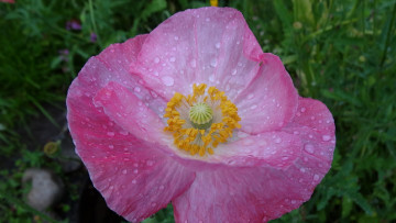 Картинка цветы маки капли роса лепестки розовый мак тычинки пестик