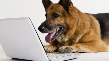 Картинка животные собаки белый ноутбук фон