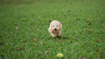 обоя животные, собаки, газон, трава, собака, бег, мяч, игра
