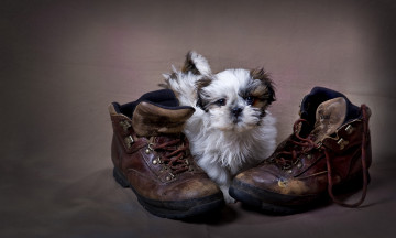 Картинка животные собаки лохматый белый пёсик сапоги обувь