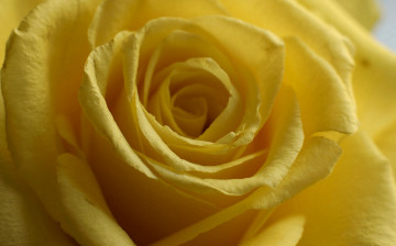 Картинка цветы розы нежная лепестки жёлтая