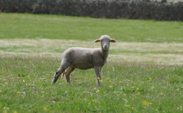 Картинка животные овцы +бараны трава луг барашка