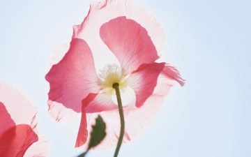 Картинка цветы маки розовый сияние свет солнце просвечивает