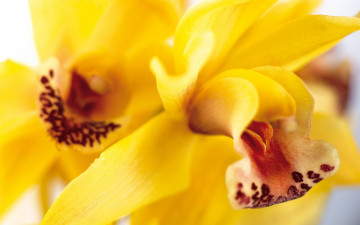 Картинка цветы орхидеи орхидея желтая