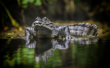 Картинка животные крокодилы отражение вода крокодил