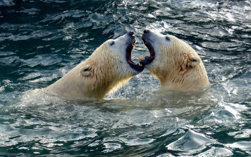 Картинка животные медведи вода белые