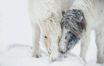 Картинка животные лошади зима снег