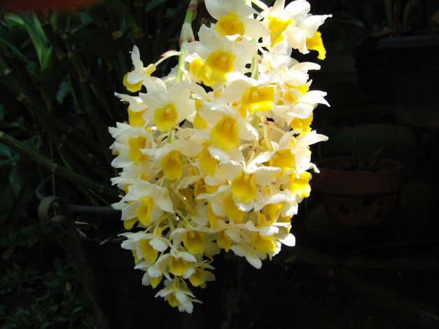 Обои картинки фото цветы, орхидеи, желтые