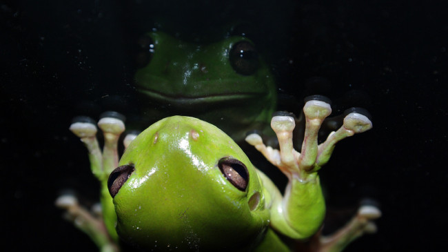 Обои картинки фото животные, лягушки, лягушка, отражение, зелёная