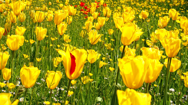 Обои картинки фото цветы, разные вместе, поле, жёлтый, трава, сад, тюльпаны, фото