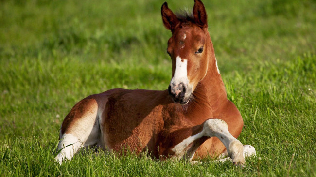 Обои картинки фото животные, лошади, фон, поле, лошадь, зелёная, трава, жиребёнок