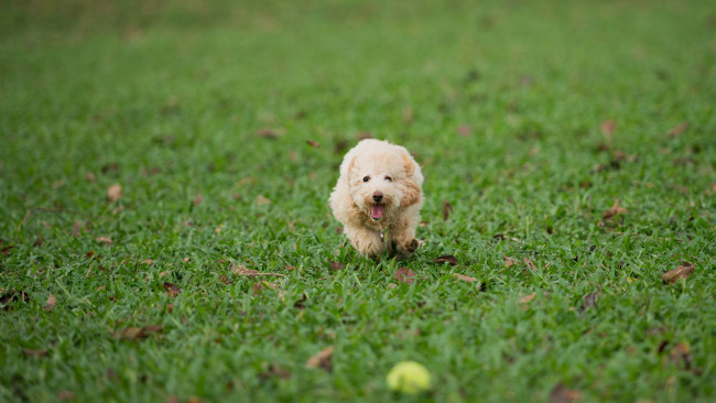 Обои картинки фото животные, собаки, газон, трава, собака, бег, мяч, игра