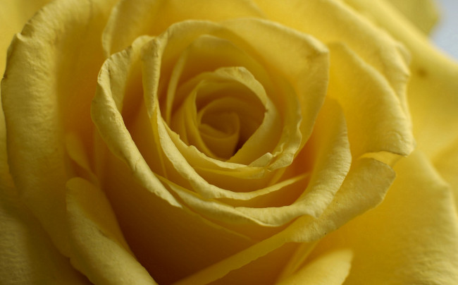 Обои картинки фото цветы, розы, нежная, лепестки, жёлтая