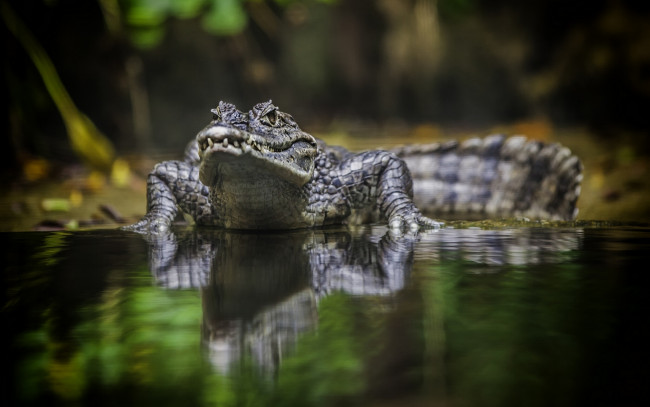 Обои картинки фото животные, крокодилы, отражение, вода, крокодил