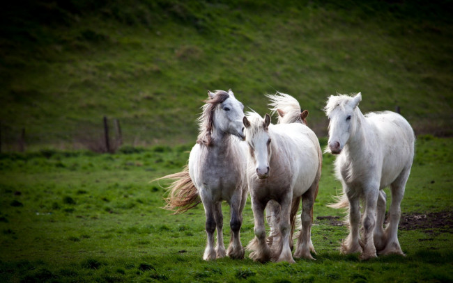 Обои картинки фото животные, лошади, природа, поле, кони