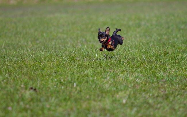 Обои картинки фото животные, собаки, чихуахуа, собака, прыжок, полёт, трава
