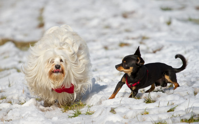 Обои картинки фото животные, собаки, гаванский, бишон, чихуахуа, зима, снег