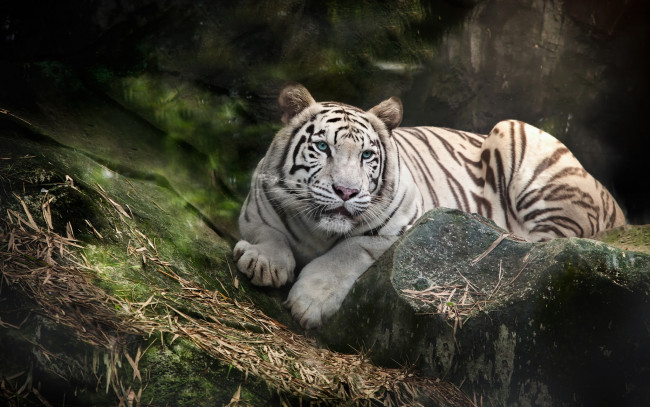 Обои картинки фото животные, тигры, белый, тигр, камень