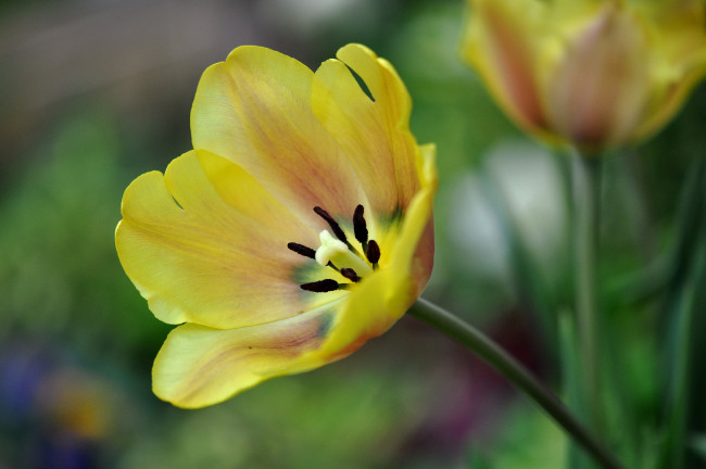Обои картинки фото цветы, тюльпаны, желтый
