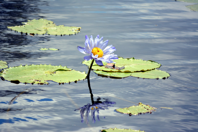 Обои картинки фото цветы, лилии водяные,  нимфеи,  кувшинки, водоем