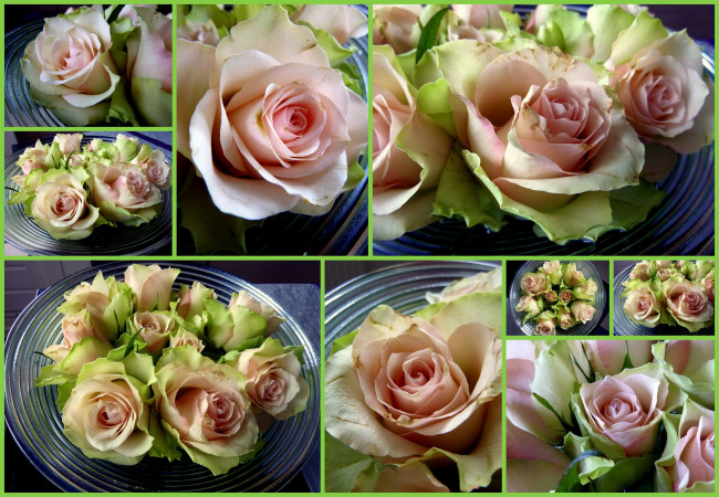 Обои картинки фото цветы, розы, коллаж, бутоны