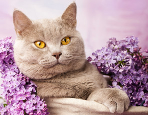 Картинка животные коты сирень взгляд кот
