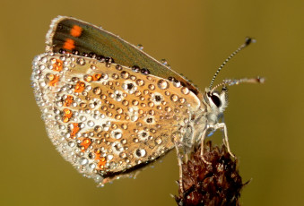 Картинка животные бабочки +мотыльки +моли роса капли травинка насекомое фон бабочка утро макро