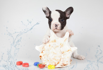 Картинка животные собаки ракушка щенок французский бульдог