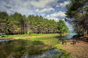 Картинка животные лошади лес кони луг река