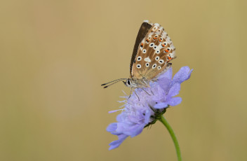 Картинка животные бабочки +мотыльки +моли цветок усики крылья бабочка макро